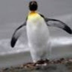 Meet your Posher, Brady